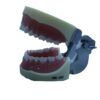 Modelo Articulado Typodont Dyma 200W