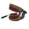 Modelo Articulado Typodont Dyma 200W